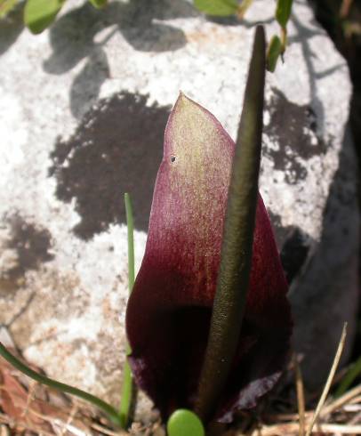 Fotografia de capa Biarum tenuifolium subesp. arundanum - do Jardim Botânico