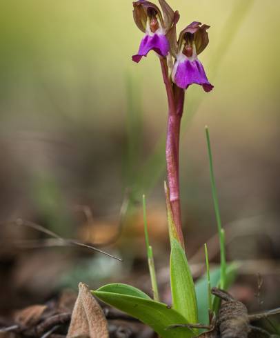 Fotografia de capa Anacamptis collina - do Jardim Botânico