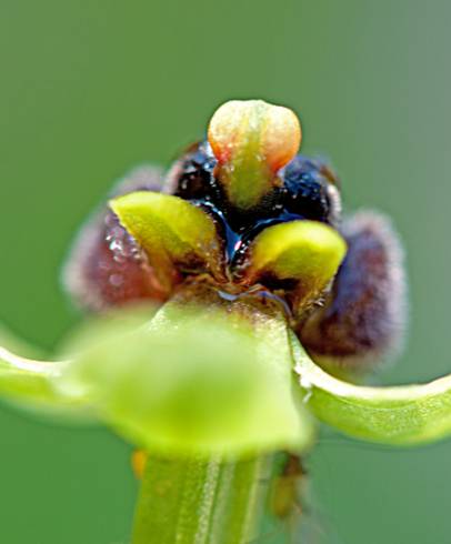 Fotografia de capa Ophrys bombyliflora - do Jardim Botânico