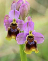 Fotografia da espécie Ophrys tenthredinifera