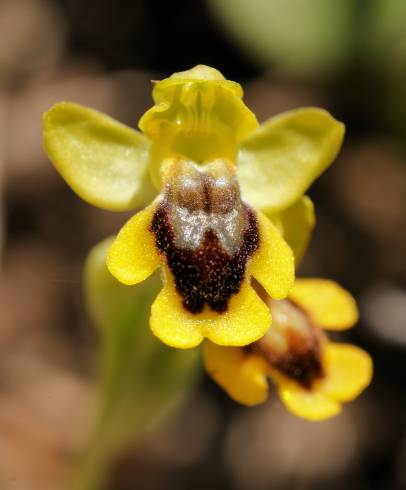 Fotografia de capa Ophrys lutea - do Jardim Botânico