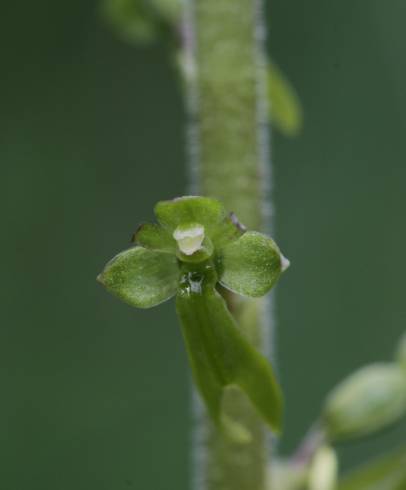 Fotografia de capa Neottia ovata - do Jardim Botânico