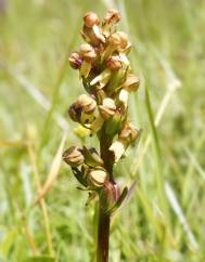 Dactylorhiza viridis