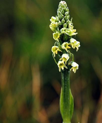 Fotografia de capa Pseudorchis albida - do Jardim Botânico