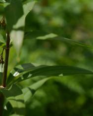 Fotografia da espécie Polygonatum verticillatum