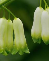 Fotografia da espécie Polygonatum multiflorum