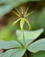 Fotografia da espécie Paris quadrifolia