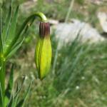 Fotografia 7 da espécie Lilium pyrenaicum do Jardim Botânico UTAD