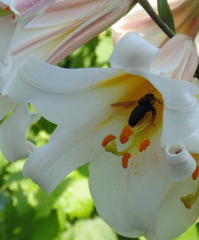 Fotografia de capa Lilium candidum - do Jardim Botânico
