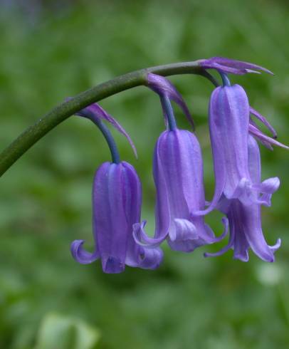 Fotografia de capa Hyacinthoides non-scripta - do Jardim Botânico