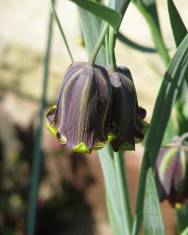 Fotografia da espécie Fritillaria pyrenaica