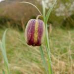 Fotografia 11 da espécie Fritillaria pyrenaica do Jardim Botânico UTAD