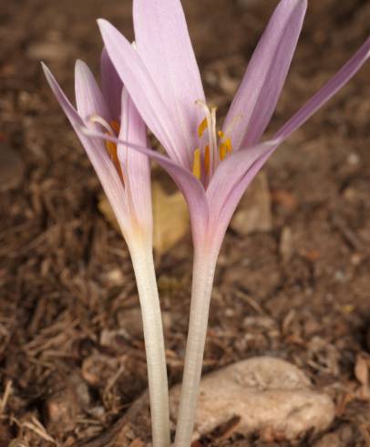 Fotografia de capa Colchicum multiflorum - do Jardim Botânico