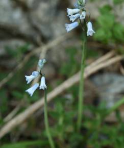 Fotografia da espécie Brimeura amethystina