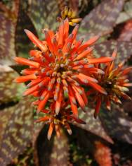 Fotografia da espécie Aloe maculata