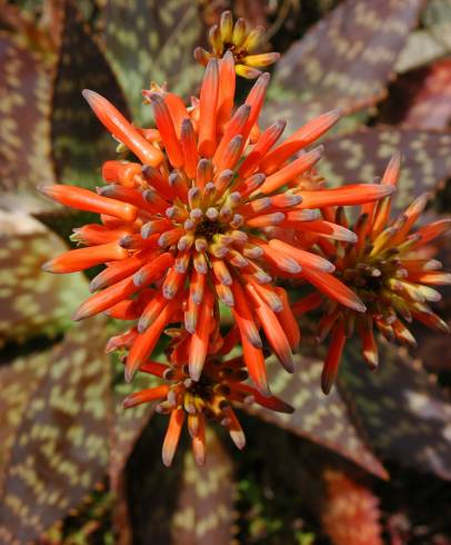 Fotografia de capa Aloe maculata - do Jardim Botânico