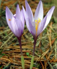 Fotografia da espécie Crocus serotinus