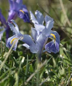 Fotografia da espécie Iris planifolia