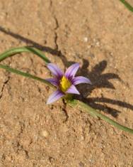 Fotografia da espécie Romulea ramiflora subesp. ramiflora