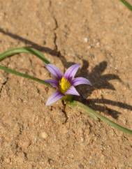 Romulea ramiflora subesp. ramiflora