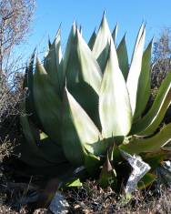 Fotografia da espécie Agave atrovirens