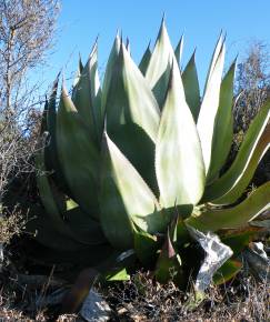 Fotografia da espécie Agave atrovirens