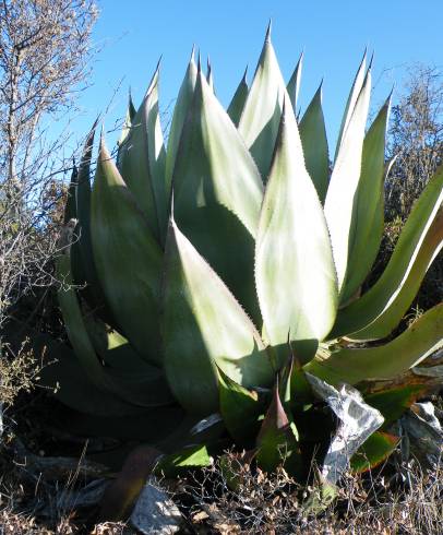 Fotografia de capa Agave atrovirens - do Jardim Botânico