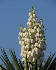 Fotografia da espécie Yucca aloifolia