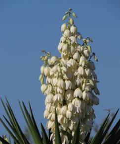 Fotografia da espécie Yucca aloifolia