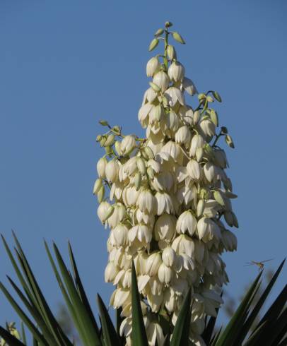 Fotografia de capa Yucca aloifolia - do Jardim Botânico