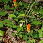 Fotografia 1 da espécie Arum cylindraceum do Jardim Botânico UTAD