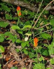 Arum cylindraceum