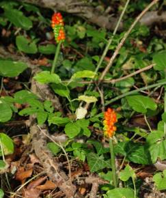 Fotografia da espécie Arum cylindraceum