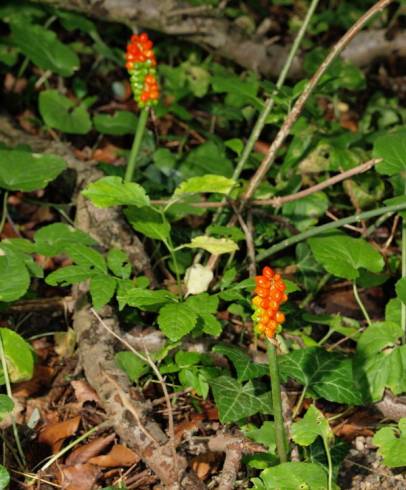 Fotografia de capa Arum cylindraceum - do Jardim Botânico