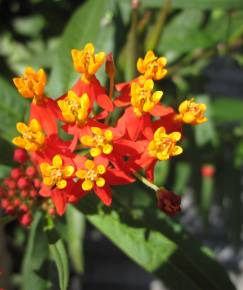 Fotografia da espécie Asclepias curassavica