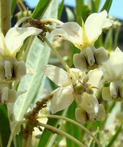 Fotografia da espécie Gomphocarpus fruticosus