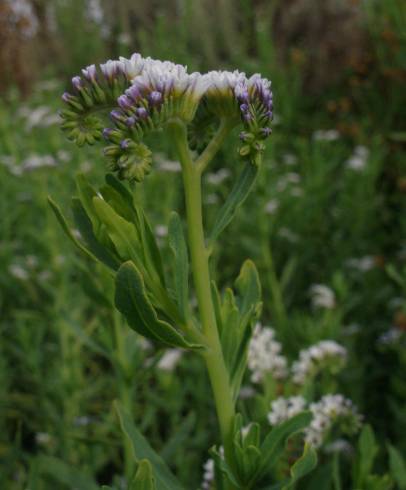 Fotografia de capa Heliotropium curassavicum - do Jardim Botânico