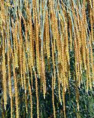 Fotografia da espécie Allocasuarina verticillata