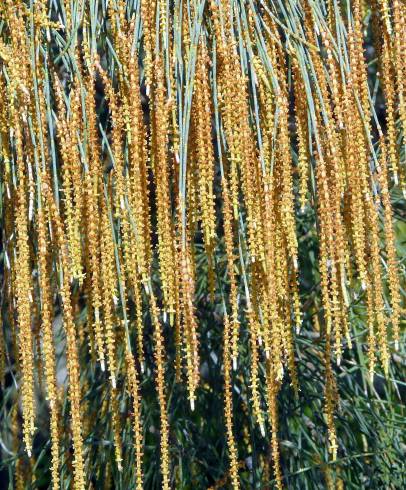 Fotografia de capa Allocasuarina verticillata - do Jardim Botânico