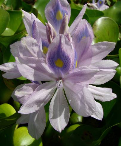 Fotografia de capa Eichhornia crassipes - do Jardim Botânico