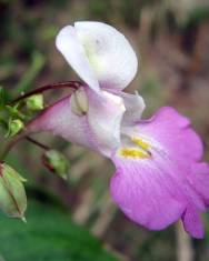 Fotografia da espécie Impatiens balfourii