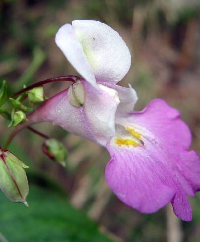 Fotografia de capa Impatiens balfourii - do Jardim Botânico