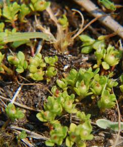 Fotografia da espécie Anagallis minima