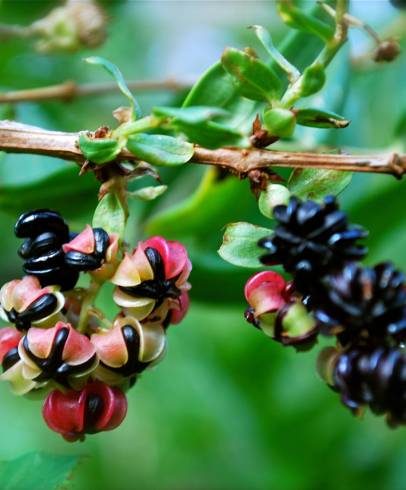 Fotografia de capa Coriaria myrtifolia - do Jardim Botânico