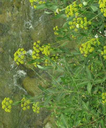 Fotografia de capa Bupleurum fruticosum - do Jardim Botânico