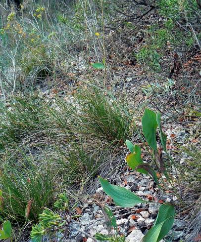 Fotografia de capa Bupleurum rigidum subesp. paniculatum - do Jardim Botânico