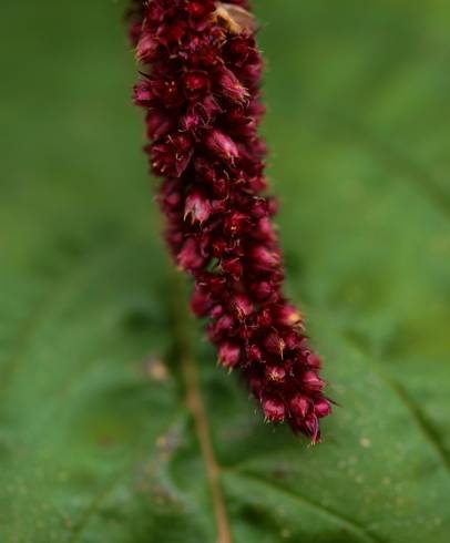 Fotografia de capa Amaranthus cruentus - do Jardim Botânico