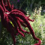 Fotografia 11 da espécie Amaranthus cruentus do Jardim Botânico UTAD