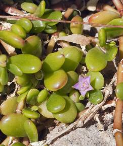 Fotografia da espécie Sesuvium portulacastrum