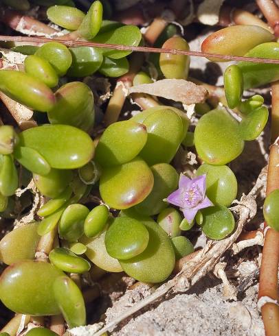 Fotografia de capa Sesuvium portulacastrum - do Jardim Botânico